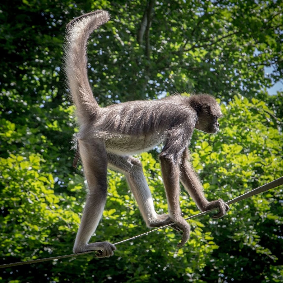 edderkoppen abe, abe, dyreliv, dyr, pattedyr, primat, Zoo, jungle, pels, et dyr, dyr i naturen, træ, plante, natur, Skov, dag, fuld længde, hvirveldyr, ingen mennesker, afdeling, grøn farve, sidebillede, udendørs, regnskov, planteædende, 2K