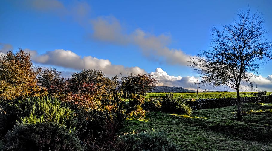 arbres, camp, paisatge, núvols, Cornwall, erms, cel, planta, arbre, núvol - cel, medi ambient, bellesa a la natura, naturalesa, escenics - natura, escena tranquil·la, creixement, terra, tranquil·litat, cap gent, escena no urbana, dia, herba, a l'aire lliure, llum solar, 2K