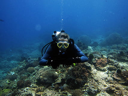 tuffatore, immersioni in subacquea, immersione, subacqueo, mare, immersione subacquea, scogliera, natura, lo snorkeling, tuffarsi nell'acqua, clima tropicale, blu, acqua, corallo, animale, sottomarino, guardando la fotocamera, ritratto, un animale, sport acquatico, avventura, sport, nuoto, una persona, esplorazione, vita marina, animali allo stato selvatico, invertebrato, fauna selvatica, attrezzatura subacquea, marino, muta, 2K, CC0, dominio pubblico, privo di copyright