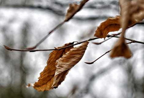 falle, blad, natur, blader, høstblad, treblad, plante del, anlegg, høst, nærbilde, tre, tørke, gren, endring, fokusere på forgrunnen, vinter, ingen folk, skjørhet, sårbarhet, skjønnhet i naturen, kaldtemperatur, kvist, dag, utendørs, død plante, naturlig tilstand, 2K, CC0, offentlig domene, opphavsrett gratis