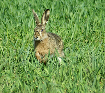 lepre, Pasqua, primavera, animali, erba, un animale, animali allo stato selvatico, temi animali, fauna selvatica, colore verde, animale, pianta, mammifero, vertebrato, terra, campo, natura, giorno, nessuno, coniglio - animale, crescita, coniglio, messa a fuoco selettiva, animali domestici, all'aperto, erbivoro, 1080P, CC0, dominio pubblico, privo di copyright