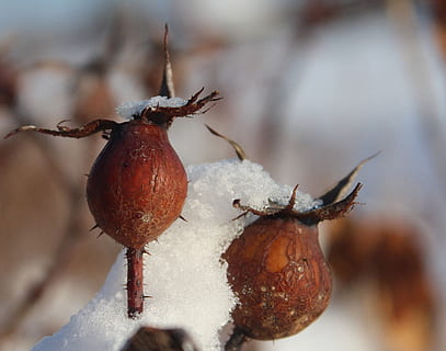 Frosset, knopper, vinter, kold, sne, vejr, blomst, sæson, kronblad, is, kold temperatur, tæt på, fokus på forgrunden, mad, mad og drikke, ingen mennesker, tør, plante, rose hofte, frugt, natur, dag, Brun, sund kost, skønhed i naturen, udendørs, 2K, CC0, offentligt domæne, royaltyfrie