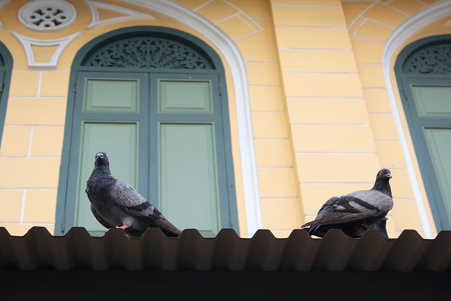 coloms, façana, finestra, edifici, arquitectura, ornament, ocell, barri antic, històricament, temes d'animals, un animal, animal, posat, animals a la natura, vertebrats, fauna animal, estructura construïda, exterior de l'edifici, colom, grup d’animals, cap gent, dia, dos animals, vista d’angle baix, mascotes, 5K