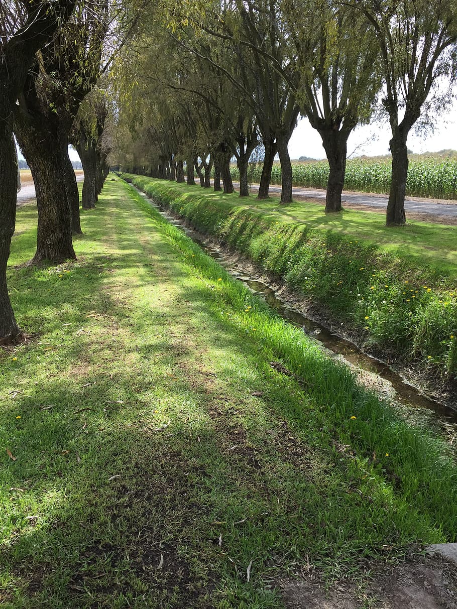 ma, albero, allee, i campi, natura, pianta, erba, la tranquillità, bellezza nella natura, crescita, scena tranquilla, colore verde, nessuno, tronco d'albero, tronco, scenics - natura, terra, giorno, paesaggio, parco, sentiero, all'aperto, campo, treelined, 2K