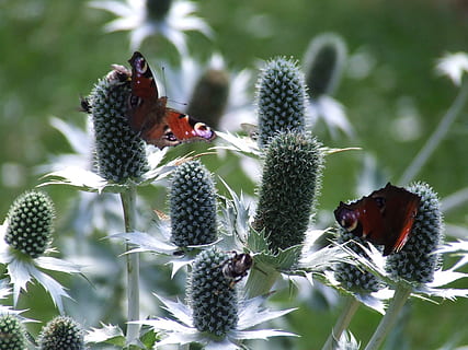 natură, insecte, animale tematice, animal, pasăre, animale în sălbăticie, grup de animale, animale sălbatice, animale vertebrate, plantă, nici o persoana, să se concentreze asupra primelor elemente, zi, a închide, frumusețe în natură, floare, selectiv, planta cu flori, creştere, patru animale, Culoarea verde, 2K, CC0, domeniu public, fără drepturi de autor