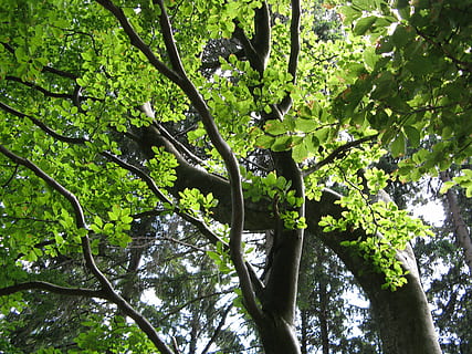 faggio, albero, le foglie, verde, estetico, estate, natura, foresta, pianta, crescita, colore verde, bellezza nella natura, parte vegetale, foglia, Inquadratura dal basso, ramo, nessuno, giorno, la tranquillità, all'aperto, fogliame, tronco d'albero, tronco, luce del sole, baldacchino di albero, primavera, 2K, CC0, dominio pubblico, privo di copyright