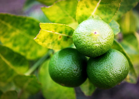 Citron, skive, grøn, hel, hvid, blad, citrus, frugt, tæt på, isolerede, moden, løv, ingen, tropisk, studie, fuld, halvt, afsnit, skære, plante, baggrund, afdeling, natur, mad, rå, mad og drikke, sund kost, grøn farve, plante del, friskhed, ingen mennesker, velvære, vækst, landbrug, fokus på forgrunden, træ, dag, udendørs, umodne, 2K, CC0, offentligt domæne, royaltyfrie