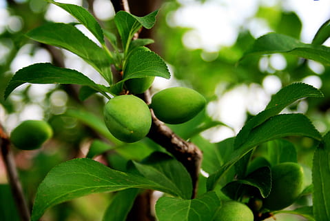 blommer, afrundet, spidst, grøn, skinnende, ung, voksende, kviste, løv, tæt, have, blad, plante del, mad og drikke, mad, frugt, sund kost, vækst, plante, grøn farve, træ, friskhed, tæt på, natur, ingen mennesker, velvære, dag, afdeling, skønhed i naturen, udendørs, frugt træ, moden, 1080P, CC0, offentligt domæne, royaltyfrie