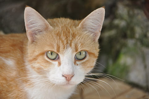 kucing, binatang, coklat, hewan, kucing rumahan, hewan peliharaan, imut, mencari, di luar rumah, mamalia, alam, licik, binatang lokal, lokal, tema binatang, satu binatang, potret, kumis, bertulang belakang, melihat kamera, fokus pada latar depan, tidak ada orang, merapatkan, bagian tubuh hewan, kepala hewan, hari, kucing jahe, mata binatang, mata kuning, kucing betina, 4K, CC0, domain publik, bebas royalti