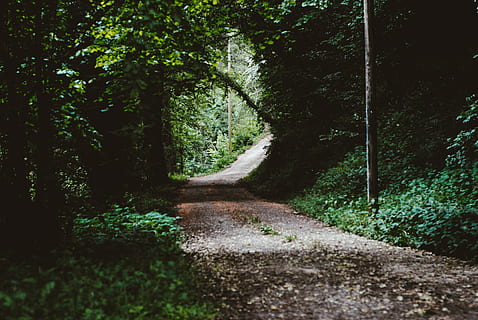 Weg, Waldbäume, Straße, umgeben, Grün, Laubbäume, tagsüber, Pfad, Wald, Baum, Pflanze, Sonnenlicht, Schatten, dunkel, Licht, Sommer-, Blatt, erkunden, Fernweh, Abenteuer, Ausflug, Natur, Richtung, der Weg nach vorn, Land, Wachstum, Ruhe, keine Leute, Schönheit in der Natur, grüne Farbe, ruhige Szene, Tag, Fußweg, Transport, Nicht-städtische Szene, Szenen - Natur, draußen, abnehmende Perspektive, lange, 4K, CC0, gemeinfrei, lizenzfrei