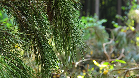 Kiefer, Fichte, Tannenzapfen, Nadeln, iglak, Weihnachtskopfschmuck, Zweig, Grün, Weihnachtsbaum, Baum, Nadelholz, Seelenfrieden, Wald, Tourismus, Urlaub, Harz, der Geruch von Harz, Schärfe, Wachstum, Pflanze, grüne Farbe, Natur, Schönheit in der Natur, Tag, keine Leute, Blatt, Fokus auf den Vordergrund, Nahansicht, Pflanzenteil, Ruhe, Land, draußen, selektiver Fokus, Frische, Sonnenlicht, Feld, Bambuspflanze, Palmblatt, 4K, CC0, gemeinfrei, lizenzfrei