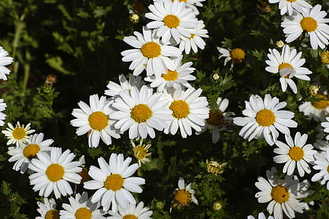 Gänseblümchen, Blume, Frühling, Makro, Natur, schließen, Reise, Blumenbild, Garten, Frühlingsblumen, Weiß, Blumen, Landschaft, Grün, Gelb, wunderschönen, gelbe Blume, Pflanze, Sommerblume, blühende Pflanze, Frische, Zerbrechlichkeit, Verletzlichkeit, Wachstum, Blütenblatt, Blütenkopf, Blütenstand, weiße Farbe, Schönheit in der Natur, Nahansicht, Tag, Pollen, keine Leute, draußen, Blumenbeet, 4K, CC0, gemeinfrei, lizenzfrei