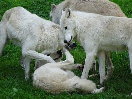 quattro, bianca, lupi, giocando, erba, pacco, simpatico, animali, animale, natura, qualunque cosa, lupo, proprio, gruppo di animali, temi animali, mammifero, pianta, animali domestici, terra, campo, domestico, vertebrato, giovane animale, bestiame, nessuno, due animali, solidarieta, famiglia di animali, giorno, all'aperto, erbivoro, 4K, CC0, dominio pubblico, privo di copyright