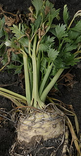 salierai, šaknis, salierų gumbavaisiai, šaknų salierai, gumbavaisiai, daržovės, apium graveolens, pardavėjas, zeller, umbel gėlės, parduoti šviežių daržovių, Žemdirbystė, pasėlių, žemės ūkio naudmenų vaisiai, daržovių auginimas, daržovių srityje, daržovių sklypai, marktfrucht, maisto, maisto fotografija, žalia spalva, daržovių, šviežumas, Maistas ir gėrimai, augalų dalis, nėra žmonių, žemės, sveika mityba, lauke, aukšto kampo vaizdas, augalų, lapai, augimą, pobūdį, Iš arti, dieną, ekologiškas, gerovę, 4K, CC0, Viešasis domenas, nemokamai