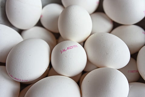 egg, egg stempel, egg mark, egg kode, identifikasjonsstempel, egg identifikasjon, mat, ernæring, protein, animalsk protein, hvit farge, stor gruppe gjenstander, mat og Drikke, ingen folk, full ramme, velvære, friskhet, nærbilde, innendørs, sårbarhet, skjørhet, spise sunt, bakgrunn, overflod, stilleben, dyr egg, rå mat, høy vinkel visning, brett, 5K, CC0, offentlig domene, opphavsrett gratis