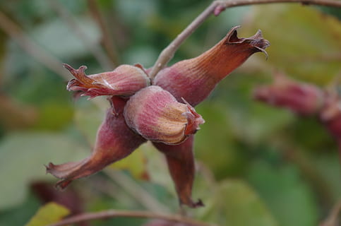 Hasel, Baum, Nussbaum, Nahansicht, Blume, blühende Pflanze, Pflanze, Verletzlichkeit, Schönheit in der Natur, Wachstum, Zerbrechlichkeit, Fokus auf den Vordergrund, Frische, keine Leute, Blütenblatt, Natur, pinke Farbe, Tag, Blütenstand, Blütenkopf, Pflanzenteil, Blatt, draußen, verwelkte Pflanze, kastanienbraun, 4K, CC0, gemeinfrei, lizenzfrei