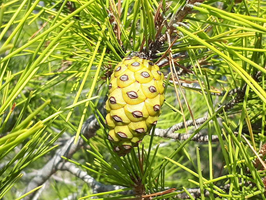 pinya de pi, cedre, picea, cons, arbre, bosc, arbre de coníferes, agulles, conífera, branca, planta, color verd, creixement, naturalesa, primer pla, menjar i beguda, dia, menjar, cap gent, bellesa a la natura, fruita, alimentació saludable, centrar-se en primer pla, frescor, llum solar, full, part de la planta, a l'aire lliure, terra, 4K