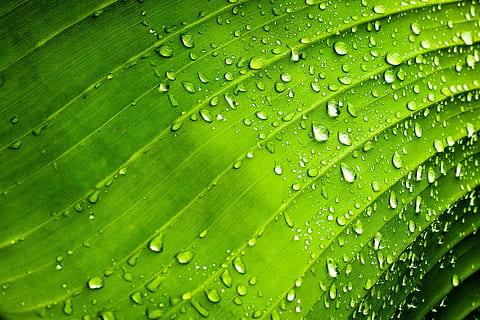 close-up photo, dew, drops, green, leaf, rib, nature, water, rocio, plants, green leaves, green color, drop, backgrounds, full frame, wet, close-up, macro, plant part, rain, freshness, plant, no people, beauty in nature, leaf vein, growth, banana leaf, outdoors, raindrop, leaves, palm leaf, purity, 2K, CC0, public domain, royalty free