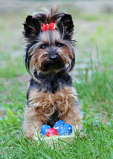Yorkie, Eier, Bogen, Ostern, Hund, Sitzung, Haustiere, Yorkshire-Terrier, Tier, reinrassiger Hund, süß, Terrier, Hündchen, klein, Eckzahn, Yorkshire, Gras, Säugetier, draußen, Freundschaft, braun, Jungtier, ein Tier, Tierthemen, inländisch, Pflanze, Wirbeltier, Porträt, Feld, keine Leute, Tag, Fokus auf den Vordergrund, Natur, Kamera betrachten, Land, Tierkopf, shih tzu, 2K, CC0, gemeinfrei, lizenzfrei
