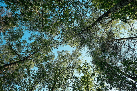 ull de cuc, vista, verd, arbres, baix, fotografia d'angle, arbres de fulles, arbre, bosc, fullatge, cel, temporada, natural, paisatge, buscant, branca, estiu, blau, primavera, full, fusta, planta, vista d’angle baix, creixement, bellesa a la natura, copa de l'arbre, tranquil·litat, cap gent, dia, naturalesa, color verd, directament a sota, terra, fons, tronc, tronc de l'arbre, alta - alta, a l'aire lliure, 4K, CC0, domini públic, lliure de regalies