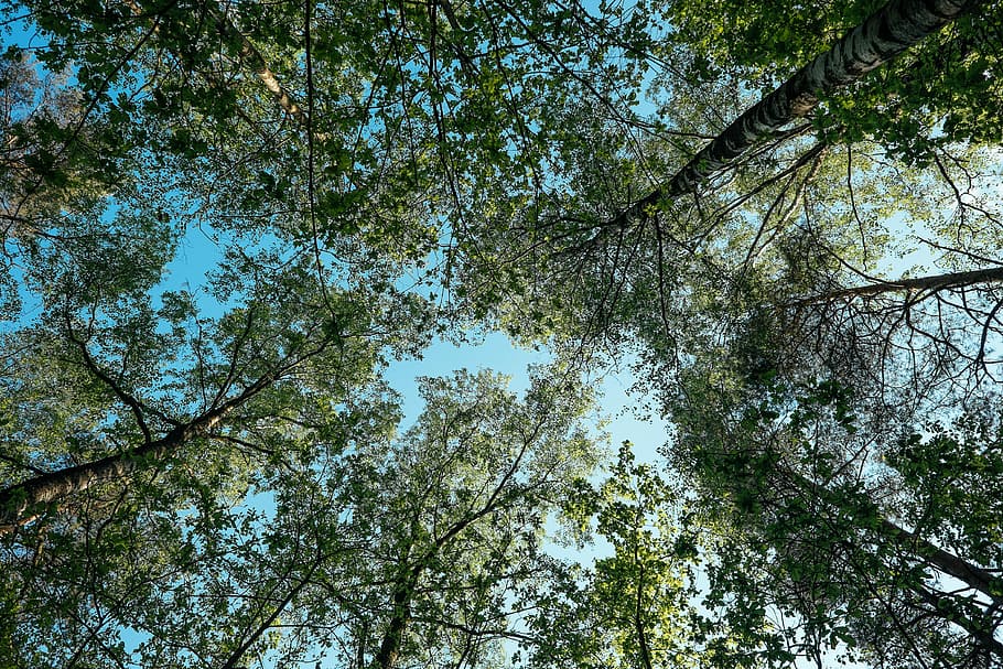 ull de cuc, vista, verd, arbres, baix, fotografia d'angle, arbres de fulles, arbre, bosc, fullatge, cel, temporada, natural, paisatge, buscant, branca, estiu, blau, primavera, full, fusta, planta, vista d’angle baix, creixement, bellesa a la natura, copa de l'arbre, tranquil·litat, cap gent, dia, naturalesa, color verd, directament a sota, terra, fons, tronc, tronc de l'arbre, alta - alta, a l'aire lliure, 4K