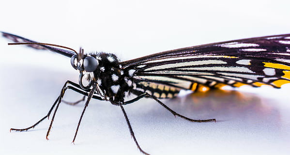 vlinder, insect, natuur, dier, dierenvleugel, vlinder - insect, macro, detailopname, biologie, dieren in het wild, dierlijke thema's, ongewerveld, dierenleven, één dier, dierlijke lichaamsdeel, studio opname, dierlijke antenne, geen mensen, zoölogie, lidmaat, zwarte kleur, extreem dichtbij, lichaamsdeel, dierlijk been, 5K, CC0, publiek domein, royaltyvrij