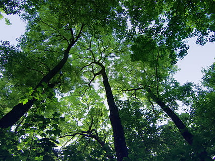 Bäume, Himmel, hoch, oben, luftig, Baum, Pflanze, Flachwinkelansicht, Wachstum, Schönheit in der Natur, Natur, Tag, keine Leute, grüne Farbe, Wald, Ruhe, Ast, Land, draußen, Baumkrone, Baumstamm, Kofferraum, Sonnenlicht, Szenen - Natur, direkt darunter, 2K, CC0, gemeinfrei, lizenzfrei