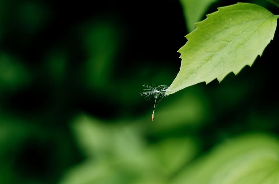 fluff, full, dent de lleó, fons, verd, petit, blanc, plantes, primer pla, tirar, color verd, naturalesa, planta, part de la planta, cap gent, centrar-se en primer pla, creixement, fragilitat, animal, vulnerabilitat, dia, bellesa a la natura, temes d'animals, un animal, a l'aire lliure, fauna animal, enfocament selectiu, invertebrat, ala dels animals, suavitat, 4K