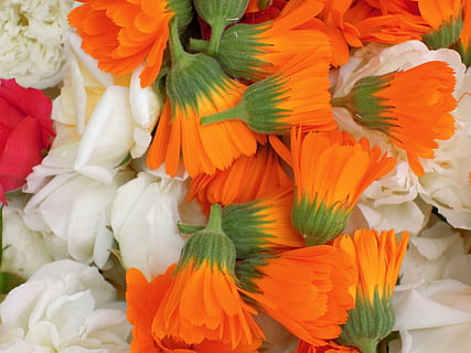 nelliker, blomster, forår, calendula, orange, forår naturen, blomst, vild, blomstrende plante, friskhed, skrøbelighed, baggrunde, sårbarhed, kronblad, fuld ramme, plante, tæt på, skønhed i naturen, blomsterhoved, multi farvet, ingen mennesker, blomsterstand, orange farve, detail, marked, natur, til salg, blomster arrangement, buket, blomster marked, 2K, CC0, offentligt domæne, royaltyfrie