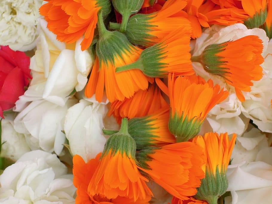 nelliker, blomster, forår, calendula, orange, forår naturen, blomst, vild, blomstrende plante, friskhed, skrøbelighed, baggrunde, sårbarhed, kronblad, fuld ramme, plante, tæt på, skønhed i naturen, blomsterhoved, multi farvet, ingen mennesker, blomsterstand, orange farve, detail, marked, natur, til salg, blomster arrangement, buket, blomster marked, 2K