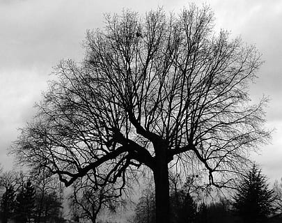 graphics, tree, nu, winter, desolation, branches, bare tree, plant, sky, branch, nature, beauty in nature, tranquility, silhouette, no people, trunk, tree trunk, low angle view, scenics - nature, outdoors, day, cloud - sky, tranquil scene, growth, non-urban scene, dead plant, isolated, 1080P, CC0, public domain, royalty free
