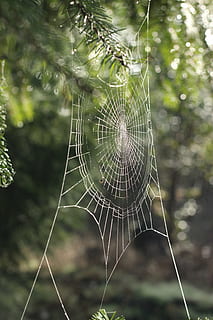 ragno, ragnatela, web, natura, rugiada, far cadere, foresta, avvicinamento, fragilità, concentrarsi sulle conoscenze acquisite, vulnerabilità, giorno, nessuno, pianta, all'aperto, intrappolati, complessità, complicazione, modello naturale, bellezza nella natura, modello, temi animali, animale, albero, 5K