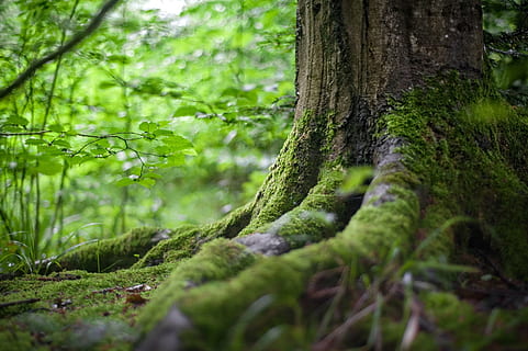trerot, mose, skog, rot, tre, grønn, anlegg, natur, uklarhet, vekst, trestamme, land, stamme, grønn farge, skjønnhet i naturen, ro, selektiv fokusering, ingen folk, dag, rolig scene, frodig løvverk, utendørs, løvverk, regnskog, overflatenivå, 1080P, CC0, offentlig domene, opphavsrett gratis