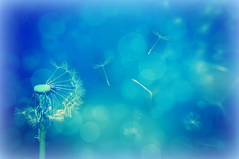 fotografía, blanco, diente de león, textura, fondo, naturaleza, bokeh, semillas voladoras, volar, aireado, oferta, azul, alejarse, estructura, modelo, flor, decorativo, belleza en la naturaleza, frescura, de cerca, nadie, planta, enfoque selectivo, fragilidad, semilla de diente de león, planta floreciendo, agua, macro, inculto, fondo de color, blandura, al aire libre, vulnerabilidad, color turquesa, fondo azul, 4K, CC0, dominio público, libre de derechos