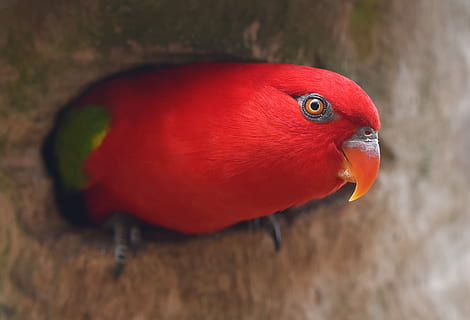 selektif, fotografi fokus, merah, burung, teratas, coklat, permukaan, burung beo, pohon, lubang, tema binatang, hewan, bertulang belakang, satu binatang, satwa liar hewan, binatang di alam liar, merapatkan, paruh, bagian tubuh hewan, tidak ada orang, fokus pada latar depan, warna oranye, hari, kepala hewan, alam, ilmu hewan, tampilan samping, di luar rumah, tampilan profil, mata binatang, 2K, CC0, domain publik, bebas royalti
