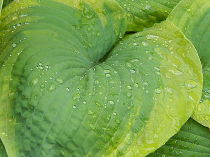 hosta, blad, flora, natur, havearbejde, regn, vand, grøn, dråber, regndråber, væske, dråber vand, regn dråber, fugtig, løv, plante, have, friskhed, grøn farve, mad og drikke, skive, forfriskning, dråbe, tæt på, våd, fuld ramme, baggrunde, plante del, ingen mennesker, skønhed i naturen, sund kost, vækst, frugt, mad, udendørs, regndråbe, dug, moden, blade, 2K, CC0, offentligt domæne, royaltyfrie