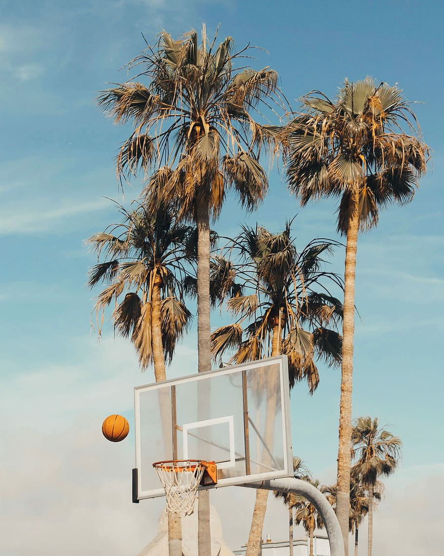 hvid, grå, basketball system, ved siden af, kokos træer, basketball, kommer, hoop, Palme træ, træ, bold, spil, tropisk klima, himmel, plante, natur, basketball - sport, træstamme, bagagerum, lav vinkel visning, ingen mennesker, dag, vækst, sport, skønhed i naturen, basketball kurv, udendørs, høj - høj, blå, sollys, kokos palme, 2K