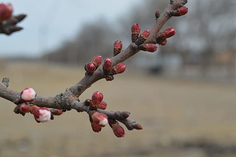 visninger, landskap, vår, fokusere på forgrunnen, dag, tre, rød, utendørs, ingen folk, anlegg, vekst, skjønnhet i naturen, natur, nærbilde, gren, blomst, knopp, friskhet, blomstrende plante, mat og Drikke, kvist, skjørhet, sårbarhet, 5K, CC0, offentlig domene, opphavsrett gratis