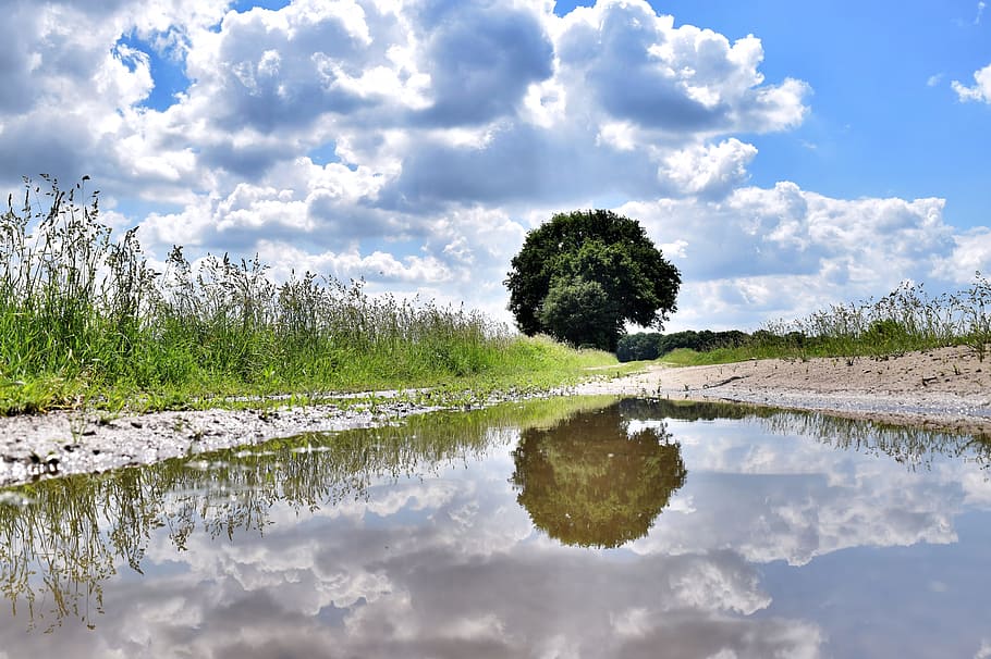 bassal, duplicació, arbre, camp, perspectiva, pluja, aigua, humit, paisatge, plovent, reflexió, núvol - cel, cel, naturalesa, cap gent, planta, tranquil·litat, llac, escena tranquil·la, bellesa a la natura, escenics - natura, dia, medi ambient, herba, escena no urbana, color verd, a l'aire lliure, pantà, 5K