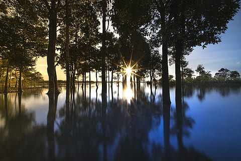 silhouette photography, trees, body, water, sunset, outdoor, tree, background, nice, natural, green, beauty, sky, full color, plant, travel, spring, season, scenery, outdoors, neck, single, the sun, reflect, impressive, the park, tropical, forest, scene, autumn, scenic, wave, the morning, alone, sunrise, sad, reflection, tranquility, beauty in nature, lake, scenics - nature, tranquil scene, sun, nature, no people, idyllic, sunlight, growth, sunbeam, waterfront, reflection lake, 5K, CC0, public domain, royalty free