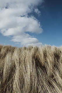 alt, herba, núvols de cúmuls, sense títol, cel, cel blau, núvol, herba de dunes, exfolia l'herba, herba seca, minimalisme, blau, paisatge, naturalesa, primavera, estiu, a mig camí, dos, pop de color, color, duna, núvol - cel, planta, tranquil·litat, camp, terra, medi ambient, agricultura, dia, creixement, bellesa a la natura, escena rural, cultiu, escena tranquil·la, cap gent, escenics - natura, planta de cereals, a l'aire lliure, 4K, CC0, domini públic, lliure de regalies