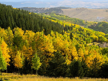 aspens, copaci, cădea, pădure, natură, toamnă, peisaj, colorado, pitoresc, în aer liber, frunziş, munţi, copac, agricultură, rural, nici o persoana, frumusețe în natură, plantă, liniște, creştere, scenice - natura, o scenă liniștită, scenă non-urbană, mediu inconjurator, teren, idilic, Munte, galben, Culoarea verde, zi, Schimbare, conifer, 4K, CC0, domeniu public, fără drepturi de autor