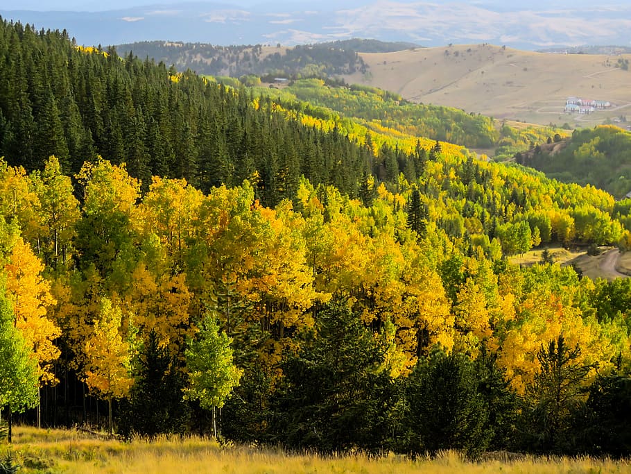 tremule, alberi, autunno, foresta, natura, paesaggio, Colorado, panoramico, all'aperto, fogliame, montagne, albero, agricoltura, scena rurale, nessuno, bellezza nella natura, pianta, la tranquillità, crescita, scenics - natura, scena tranquilla, scena non urbana, ambiente, terra, idilliaco, montagna, giallo, colore verde, giorno, modificare, albero di conifere, 4K