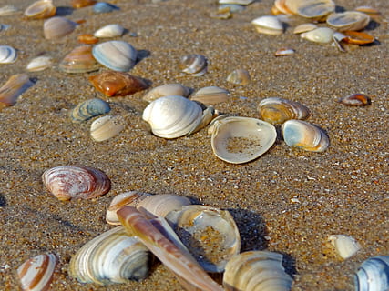 rozmanité barvy mušlemi, hnědý, písek, shell, pláž, pláž, písek, písečná pláž, shell, pláž, skořápka meče, Severní moře, Baltské moře, nikdo, mušle, luxus, detail, Příroda, venku, zvířat, přistát, zvířecí shell, zvíře, den, výběr, variace, krása v přírodě, moře, velká skupina objektů, přírodní vzor, vysoký úhel pohledu, selektivní zaměření, oblázek, 2K