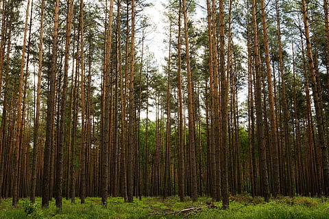Wald, Bäume, Himmel, uckermark, Mecklenburg, Mecklenburgische Seenplatte, Natur, Landschaft, Flechte, Deutschland, toller kastavensee, uckermark seen, Grün, Baum, Pflanze, Land, Ruhe, Baumstamm, Kofferraum, Schönheit in der Natur, Wachstum, ruhige Szene, Nicht-städtische Szene, Szenen - Natur, keine Leute, Tag, Flachwinkelansicht, grüne Farbe, Kiefernwald, Kiefer, draußen, Nadelbaum, Bambuspflanze, 4K, CC0, gemeinfrei, lizenzfrei