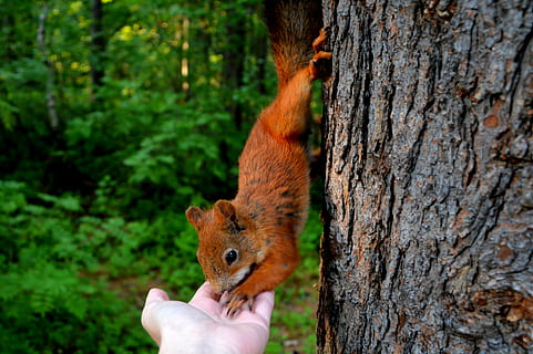 Eichhörnchen, Essen, Person, Hand, Wald, Nüsse, Natur, Tier, Baum, Waldnatur, lebende Natur, Waldleben, ein Tier, Tierthemen, Baumstamm, Säugetier, Haustiere, Tag, draußen, Tiere in freier Wildbahn, menschliche Hand, menschliches Körperteil, halten, Tierwelt, Pflanze, Kofferraum, eine Person, Nagetier, nicht erkennbare Person, Fokus auf den Vordergrund, persönliche Perspektive, Finger, Pflege, pflanzenfressend, 4K, CC0, gemeinfrei, lizenzfrei