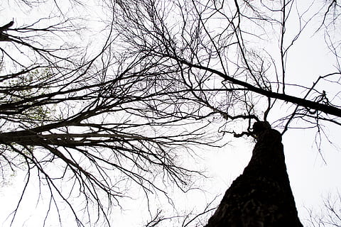 arbres, línia, arbre, fosc, cel, blanc, natural, esquema, bosc, temporada, arbre nu, branca, vista d’angle baix, planta, cap gent, silueta, tronc, tronc de l'arbre, naturalesa, tranquil·litat, bellesa a la natura, a l'aire lliure, escenics - natura, dia, escena tranquil·la, cel clar, terra, fantasmal, copa de l'arbre, directament a sota, 4K, CC0, domini públic, lliure de regalies