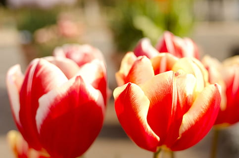 bunga-bunga, bunga tulp, merah, kesegaran, merapatkan, makanan dan minuman, makanan, makan sehat, buah, kesejahteraan, fokus pada latar depan, tidak ada orang, menanam, hari, fokus selektif, sekelompok objek, bunga, tomat, sinar matahari, sayur-mayur, keindahan di alam, matang, 4K, CC0, domain publik, bebas royalti