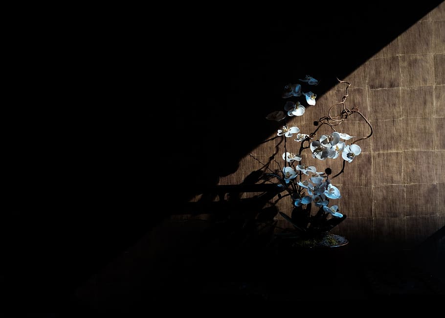 bílý, můra orchidej, hnědý, panel, nepojmenovaná, silueta, bílý můra, orchideje, orchidej, květ, světlo, stín, temný, Příroda, pozadí, noc, nikdo, průmysl, uvnitř, technologie, kopie prostor, osvětlovací zařízení, rostlina, slunečního světla, nástěnný prvek, stálý život, kvetoucí rostlina, temná místnost, dekorace, stavba, černé pozadí, elektrická lampa, luxus, 4K