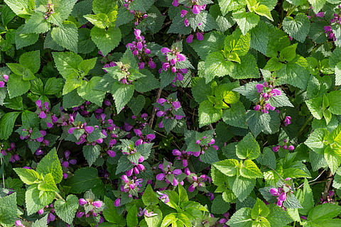sfondo, struttura, verdura, estate, primavera, profumatamente, verde, natura, naturalmente, foto, fiori, fiore, pianta, parte vegetale, pianta fiorita, foglia, bellezza nella natura, freschezza, crescita, colore verde, fragilità, vulnerabilità, giorno, nessuno, vista dall'alto, fotogramma intero, all'aperto, botanica, testa di fiore, colore rosa, viola, 5K, CC0, dominio pubblico, privo di copyright